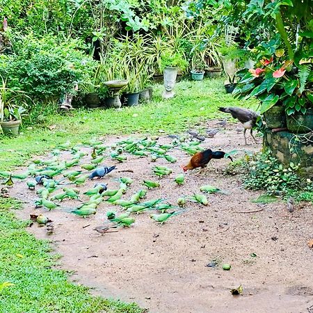 Bird House Homestays Тангале Екстериор снимка